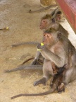 monkeys.JPG (139 KB)